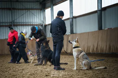 CZARNY NOS szkoła dla psów Paulina Ostrowska trener psów, behawiorysta COAPE Szczecin